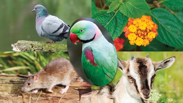 «التغير المناخي» تطلق استراتيجية لـ«الأنواع الغازية»